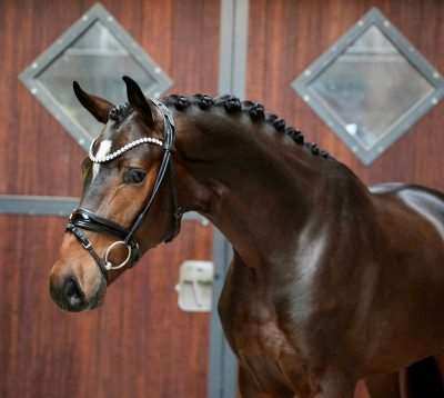Dynamite Stallion Dynamite Stallion